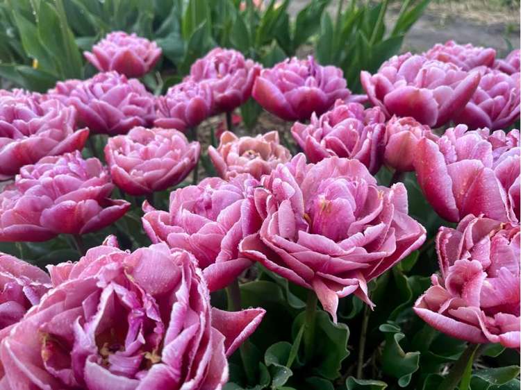 Tulpan Beachberry' (Storköp) – 80 lökar